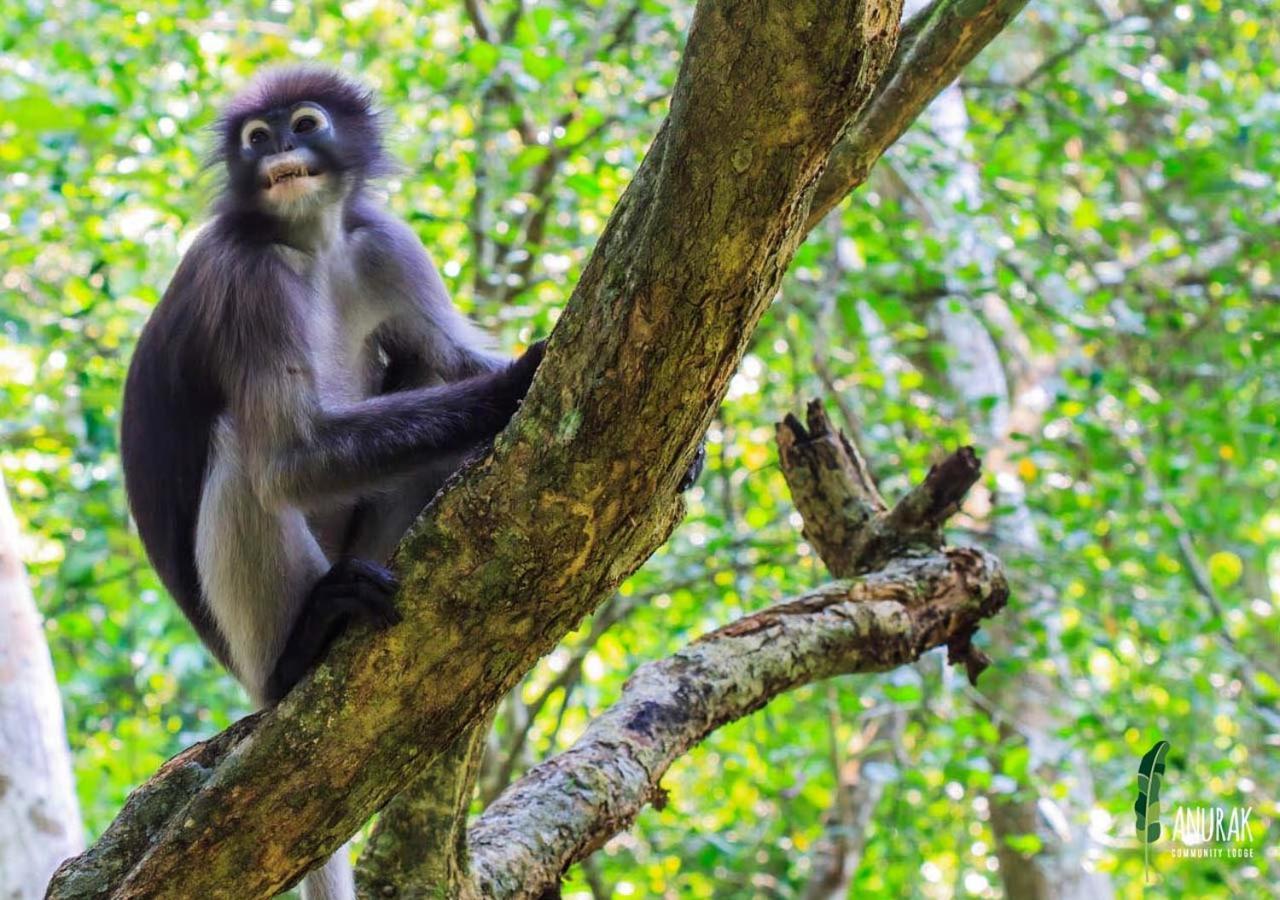 Anurak Community Lodge - Sha Plus Khao Sok National Park Экстерьер фото